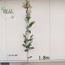 ◎現品発送◎【常緑樹:ソヨゴ 単木 根巻 1.8m 】常緑中高木 庭木 植木 庭植え シンボルツリー ソヨギ フクラシバ フクラモチ 庭植え 植物 玄関 目隠し...
