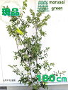 ◎現品発送◎【 常緑樹:ソヨゴ 株 根巻 1.8m 】常緑高木 庭木 植木 庭植え シンボルツリー ソヨギ そよご フクラシバ フクラモチ 赤 実 庭植え 植物...