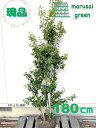 ◎現品発送◎【 常緑樹:ソヨゴ 株 根巻 1.8m 】常緑高木 庭木 植木 庭植え シンボルツリー ソヨギ そよご フクラシバ フクラモチ 赤 実 庭植え 植物 樹木 植栽 植樹 和風 洋風 玄関 目隠し ガーデニング エクステリア 耐寒性 記念樹 お祝い おしゃれ 大型 大きい