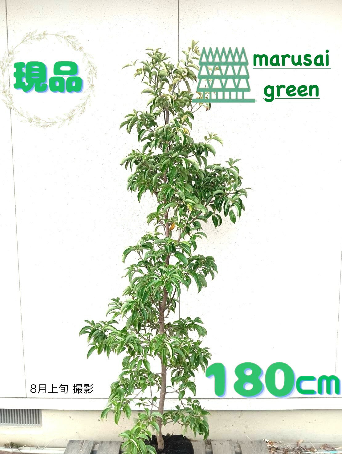 ◎現品発送◎常緑高木シンボルツリー...