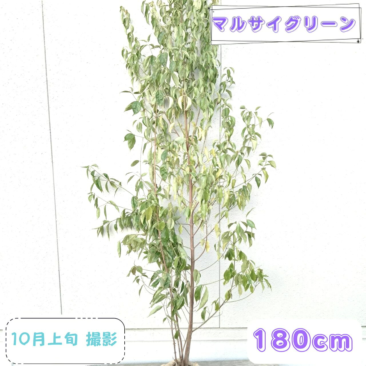 楽天市場】常緑 ヤマボウシ 月光の通販