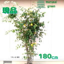 ◎現品発送◎【落葉樹:ジューンベリー 株 根巻 1.8m 】 落葉高木 落葉樹 株 シンボルツリー 白い 花 白花 植木 花木 庭木 樹木 園芸 果樹 記念樹 ...