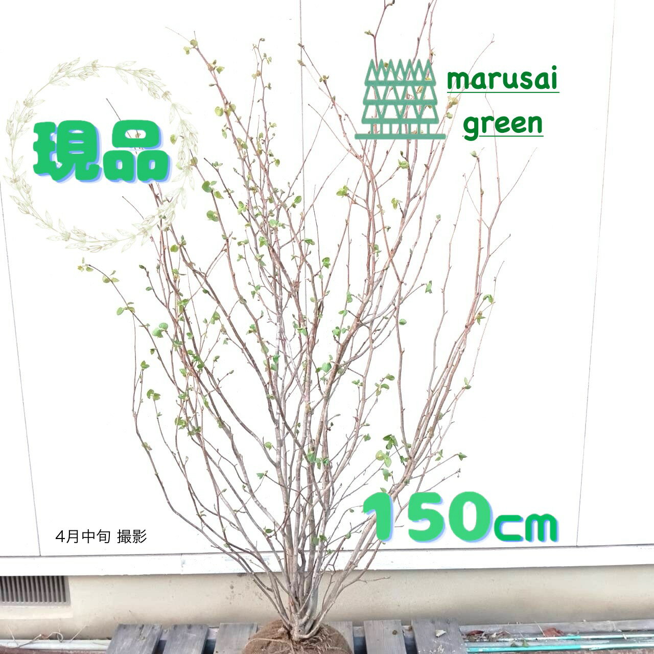 楽天市場】マルバノキ 株立ち(ガーデニング・農業|花 楽天市場】マルバノキ 株立ち(ガーデニング・農業|花