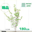 ◎現品発送◎【落葉樹:マルバノキ 単木 根巻 1.8m】落葉高木 落葉低木 落葉樹 広葉樹 低木 庭植え お庭 庭木 植木 花木 植物 樹木 玄関 シンボルツリ...