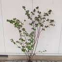 ◎現品発送◎【落葉樹:マルバノキ 単木 根巻 1.5m】落葉中高木 広葉樹