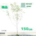 ◎現品発送◎【落葉樹:源平立ち桃 単木 根巻 1.5m】 落葉中高木