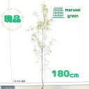 ◎現品発送◎【落葉樹:源平立ち桃 単木 根巻 1.8m】落葉中高木