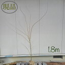 【落葉樹:ウコンモミジ 単木 根巻】落葉高木 1.8m 現品