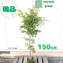 ◎現品発送◎【☆落葉樹:ウコンモミジ 単木 根巻 1.5m】 落葉中高木