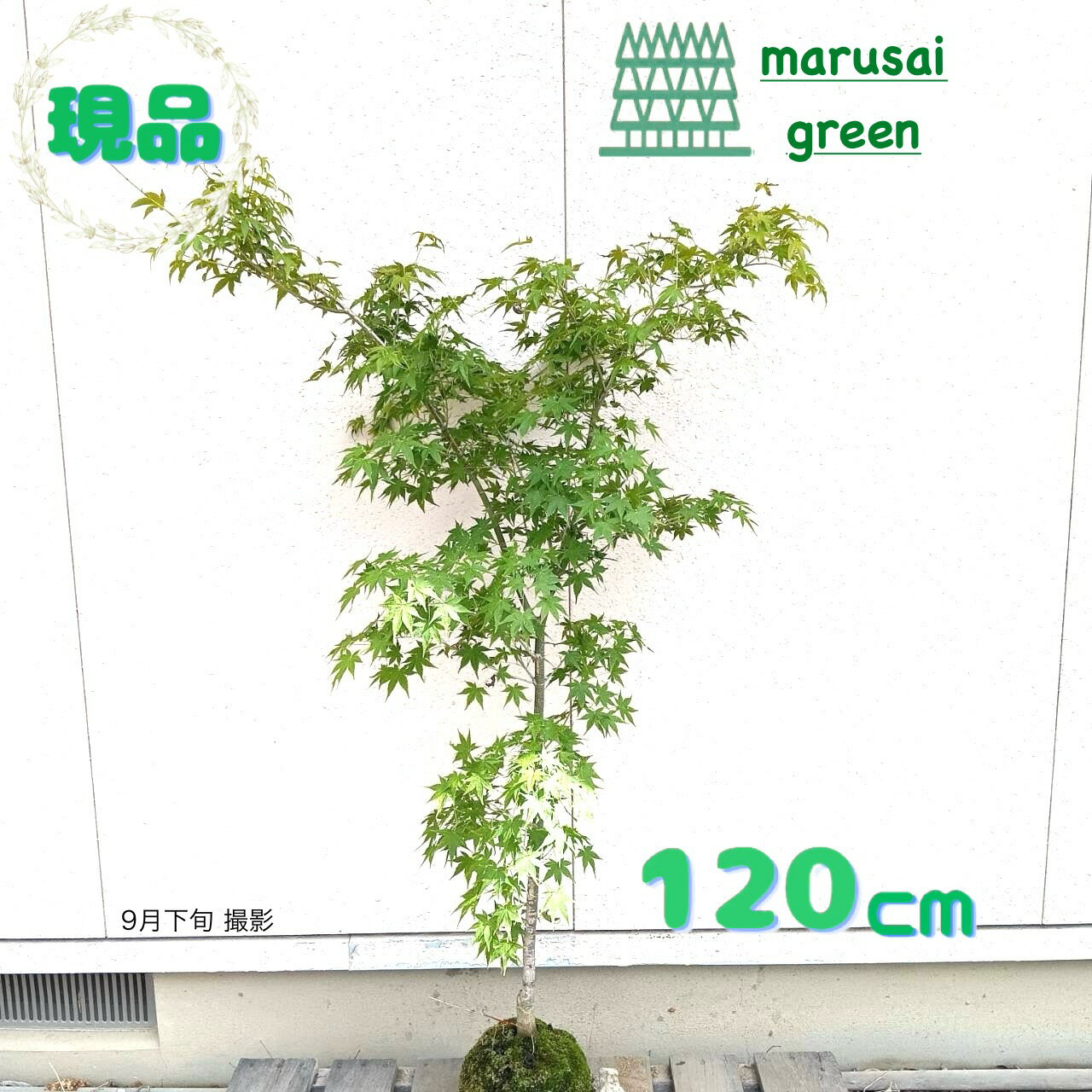 ◎現品発送◎【ウコンモミジ 単木 根巻 1.2m】落葉樹 落葉中高木 庭木 植木 シンボルツリー カエデ イロハモミジ タカオカエデ 目隠し ガーデニング エクステリア