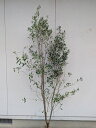 ☆SALE品☆常緑樹:【オリーブ ミッション 単木 根巻 1.8m】常緑高木 広葉樹 庭木 植木 シンボルツリー 庭植え 植栽 植樹 目隠し ガーデニング エクステリア 玄関 ベランダ 屋外 お庭 販売 和風 洋風 記念樹 おしゃれ オシャレ お祝い 大きい 大型