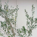 ●在庫発送●【常緑樹:オリーブの木 ミッション 単木 根巻 1.8m】常緑高木 広葉樹 庭木 植木 シンボルツリー 庭植え 植栽 植樹 目隠し ガーデニング エクステリア 玄関 ベランダ 屋外 お庭 販売 和風 洋風 記念樹 おしゃれ オシャレ お祝い 大きい 大型