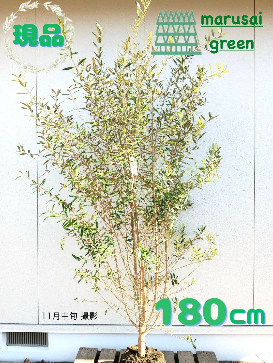 ȯھм:꡼֤ ҥʥ ñ  1.8m  й