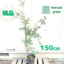 ◎現品発送◎【常緑樹:オリーブ セント・キャサリン 単木 ポット 1.5m 】常緑中高木 広葉樹