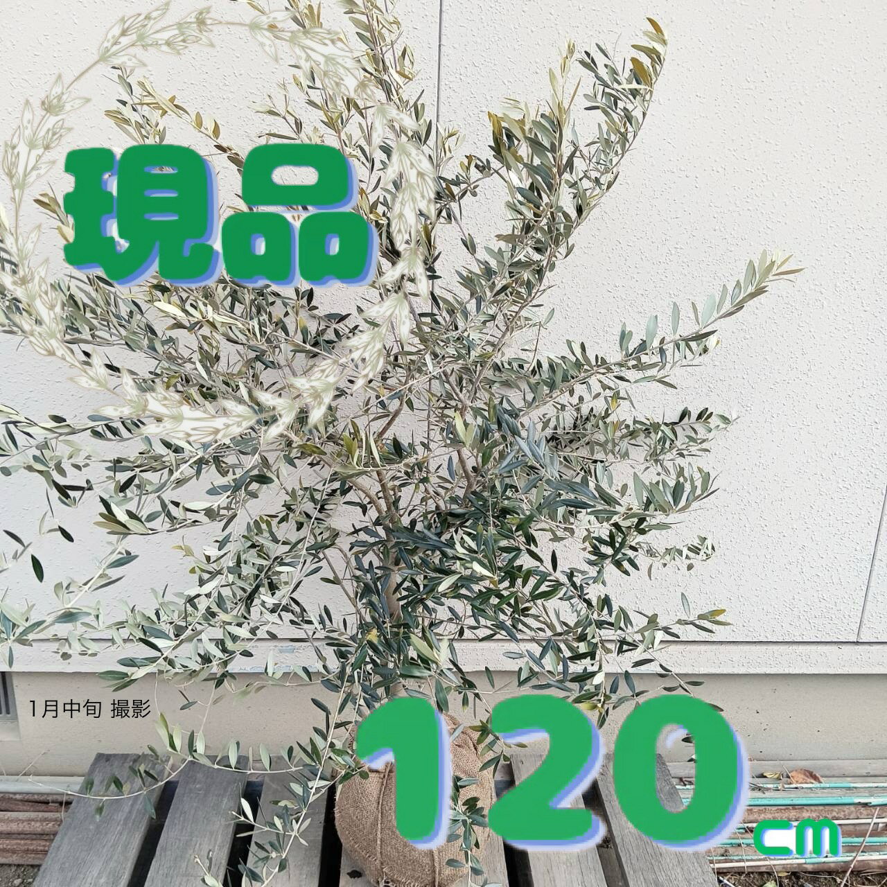 楽天市場】常緑低木 洋風(種類(植物)オリーブ)の通販 楽天市場】常緑低木 洋風(種類(植物)オリーブ)の通販