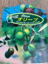 オリーブ シプレシーノ 単木 (ポット) 常緑樹 常緑中高木 庭木 植木 シンボルツリー オリーブの木 広葉樹 庭植え 目隠し ガーデニング エクステリア 記念樹 誕生記念 新築祝い 入学記念 お祝い 大型 現品発送 送料無料