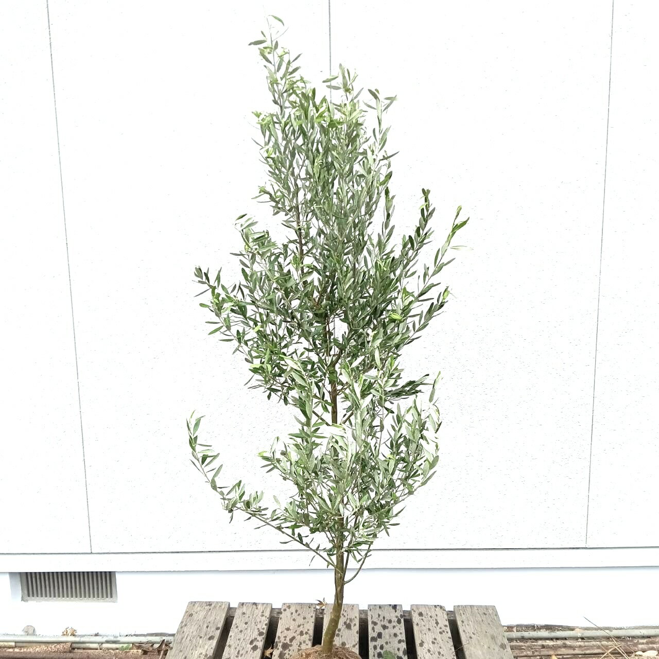 ߸ȯھм:꡼֤ ץ쥷 ñ  1.5m۾ ռ