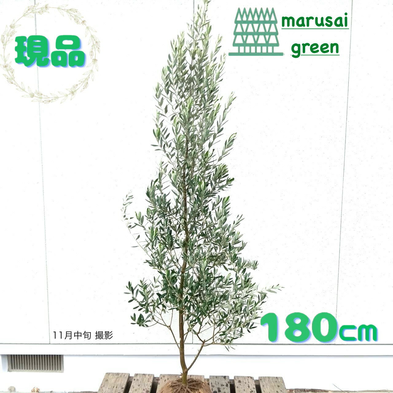 ◎現品発送◎【常緑樹:オリーブの木 シプレシーノ 単木 根巻 1.8m】常緑高木 広葉樹 庭木 植木 シンボルツリー 庭植え 樹木 植栽 植樹 目隠し ガーデニング エクステリア 屋外 販売 おしゃれ オシャレ 耐暑性 記念樹 お祝い 贈り物 大きい 大型