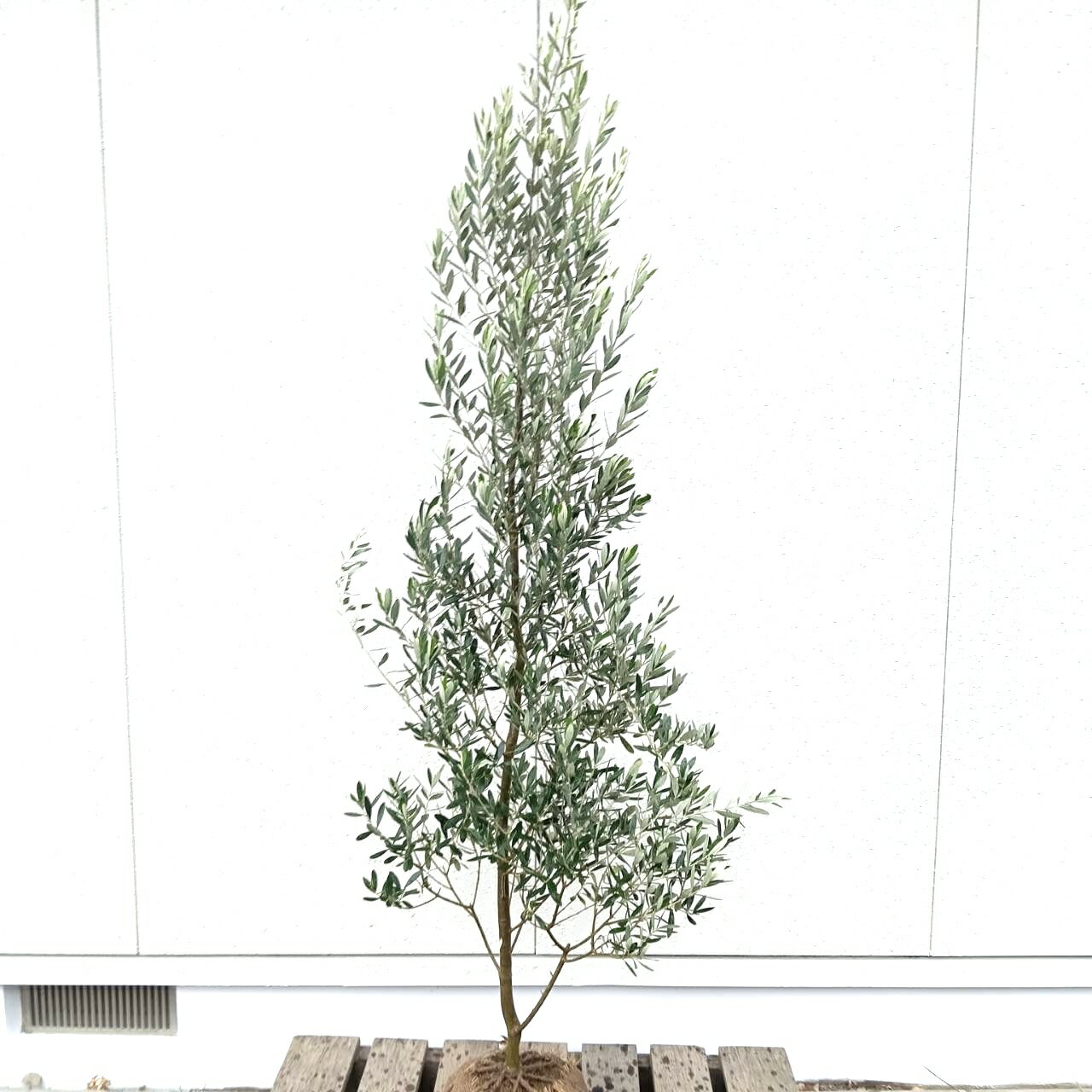 ߸ȯھм:꡼֤ ץ쥷 ñ  1.8m۾й ռ   ܥĥ꡼     ܱ ǥ˥ ƥꥢ     ѽ ǰ ˤ £ʪ 礭 緿