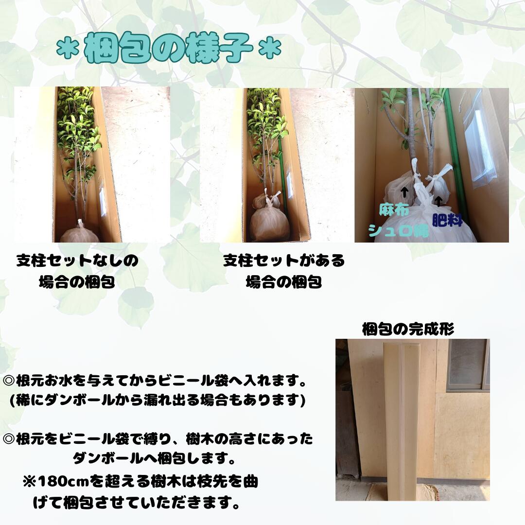 ◎現品発送◎【落葉樹:ニシキギ 単木 根巻 1.2m】 落葉中高木 広葉樹 錦木 かみそりのき カミソリノキ 庭..