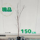 ◎現品発送◎【落葉樹:テルテモモ 照手桃 ピンク 単木 ポット 1.5m】落葉中高木