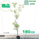 ◎現品発送◎【落葉樹:テルテモモ 照手桃 ピンク 単木 ポット 1.8m】落葉中高木