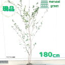 ◎現品発送◎【落葉樹:サルスベリ 白 単木 根巻 1.8m 】落葉高木 庭木 植木 玄関 樹木 屋外 シンボルツリー さるすべり 百日紅 ヒャクジツコウ 大きい...