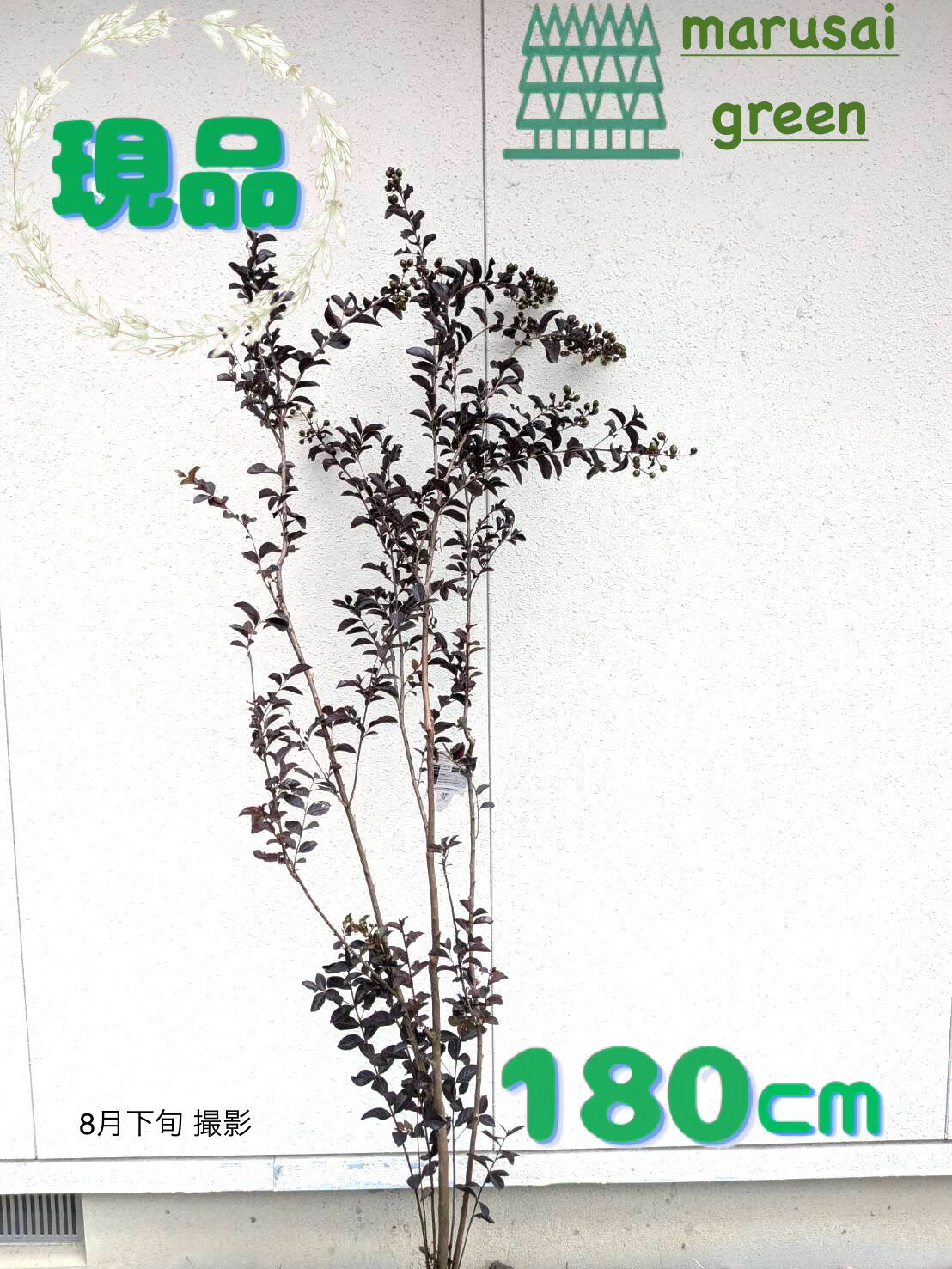 ◎現品発送◎【落葉樹:サルスベリ ブラックパール ライトピンク 単木 根巻 1.8m】落葉中高木 広葉樹 シンボルツリー さるすべり 百日紅 ヒャクジツコウ