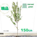 ◎現品発送◎【落葉樹:サルスベリ 赤 単木 根巻 1.5m】落葉中高木 広葉樹 シンボルツリー さるすべり 百日紅 ヒャクジツコウ