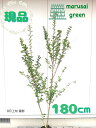 ◎現品発送◎【落葉樹:サルスベリ 赤 単木 根巻 1.8m】落葉中高木 広葉樹 シンボルツリー さるすべり 百日紅 ヒャクジツコウ