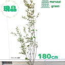◎現品発送◎【落葉樹:サルスベリ カントリーレッド 株 根巻 1.8m 】落葉高木 庭木 植木 玄関 樹木 植栽 屋外 シンボルツリー さるすべり 百日紅 ヒャ...