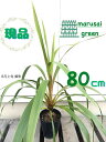 【常緑樹:ドラセナ コルジリネオーストラリス ペコ 単木 ポット 80cm 】常緑中高木 庭木 植木 シンボルツリー コルディリネ ニオイシュロラン 耐寒性 庭...