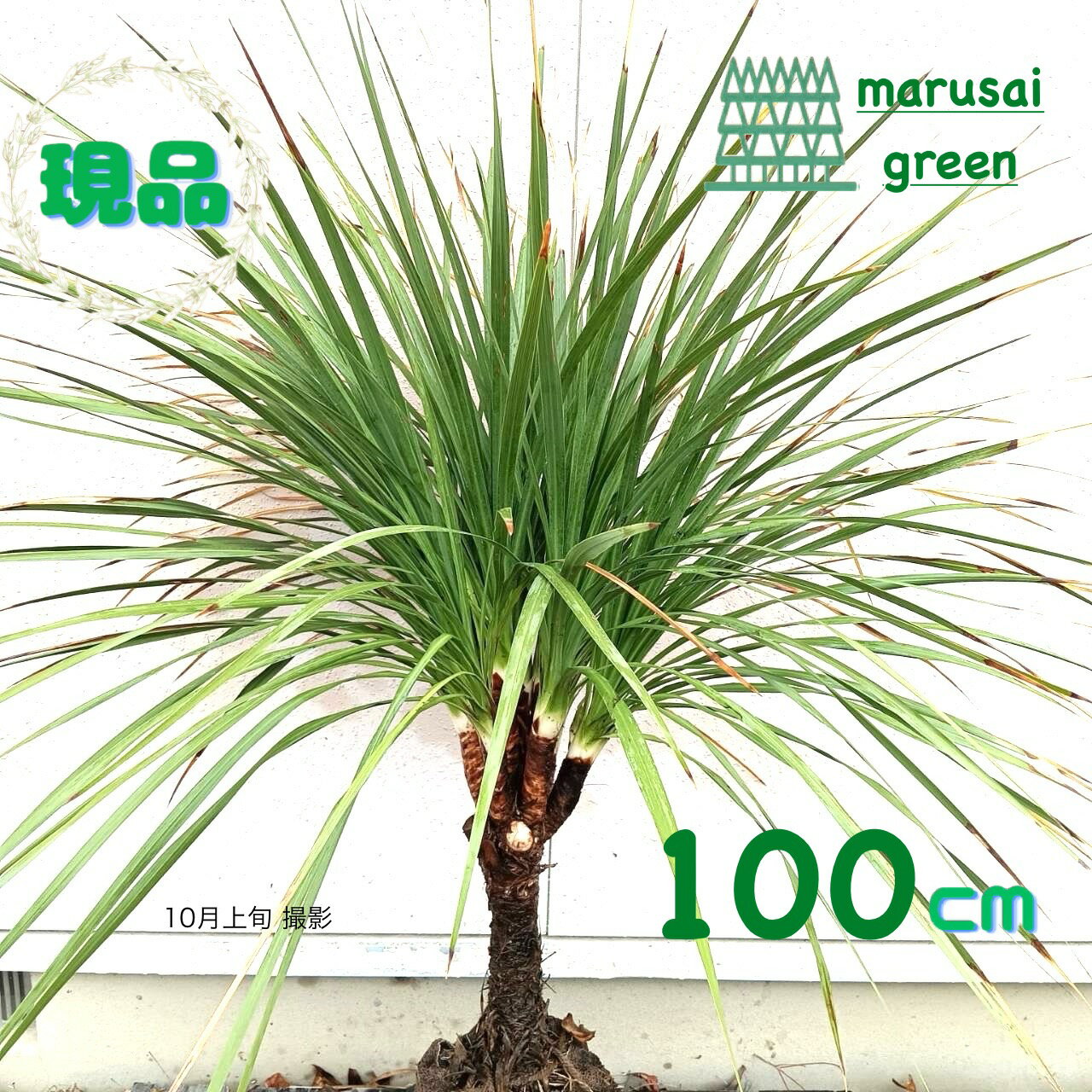 ◎現品発送◎【常緑樹:ドラセナ コルジリネオーストラリス 青葉 単木 根巻 1.0m 】常緑中高木