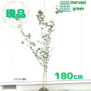 【落葉樹:オトコヨウゾメ 単木 根巻 1.8m】落葉中高木 落葉高木 植木 シンボルツリー コネソ 玄関 樹木 植物 屋外 耐暑性 坪庭 目隠し ガーデニング ...