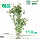 ◎現品発送◎【落葉樹:オトコヨウゾメ 株 根巻 1.5m】落葉中高木 落葉高木 植木 シンボルツリー コネソ 玄関 樹木 植物 屋外 耐暑性 坪庭 目隠し ガー...