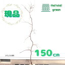 ◎現品発送◎【落葉樹:赤(紅)枝垂れモミジ 根巻 1.5m 】 落葉中高木 庭木 植木 シンボルツリー イナバシダレ 広葉樹 目隠し ガーデニング エクステリア