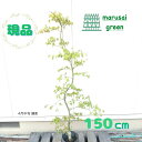 ◎現品発送◎【☆落葉樹:青枝垂れモミジ 単木 根巻 1.5m 】落葉中高木 広葉樹