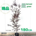 ◎現品発送◎【☆落葉樹:ノムラモミジ 単木 ポット 1.8m】落葉高木 広葉樹 庭木 もみじ 植木 シンボルツリー 野村 もみじ 紅葉 モミジ カエデ 庭植え ...