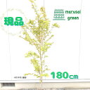 ◎現品発送◎【☆落葉樹:カツラ(桂)モミジ 単木 根巻 1.8m】落葉中高木