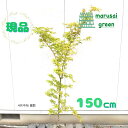 ◎現品発送◎【☆落葉樹:カツラ(桂)モミジ 単木 根巻 1.5m】落葉中高木