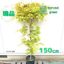 ◎現品発送◎【落葉樹:カツラ(桂)モミジ 単木 ポット 1.5m】落葉中高木