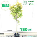 ◎現品発送◎【落葉樹:カツラ(桂)モミジ 単木 ポット 1.8m】落葉中高木