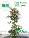 ◎現品発送◎【落葉樹:モミジ 大盃単木 根巻 1.5m】落葉中高木 庭木 植木 シンボルツリー オオサカズキ