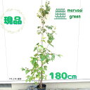 ◎現品発送◎【 落葉樹:シラカバ 単木 ポット 1.8m】 落葉高木 庭木 植木 シンボルツリー 白樺 しらかば シラカンバ 広葉樹 庭植え 樹木 植物 白い ...