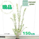 【落葉樹:カツラ 株 根巻 1.5m 】落葉中高木