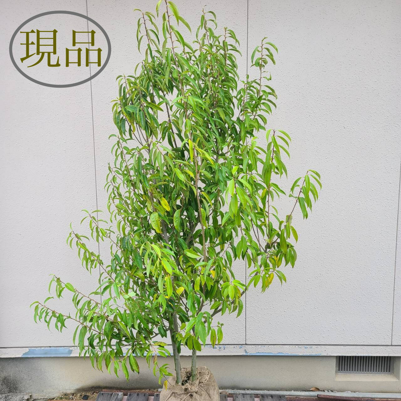 常緑高木 庭木 植木 シンボルツリー 耐寒性 大型 現品