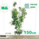 ◎現品発送◎【常緑樹:シラカシ 株 根巻 1.5m】常緑高木 庭木 植木 シンボルツリー