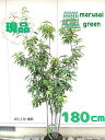 ◎現品発送◎【常緑樹:シラカシ 株 根巻 1.8m】常緑高木 庭木 植木 シンボルツリー