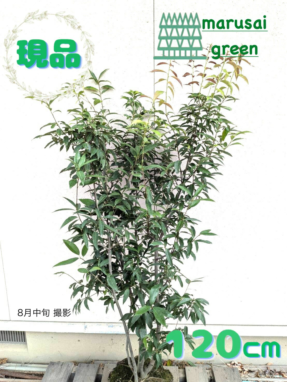 ◎現品発送◎【常緑樹:シラカシ 株 根巻 1.2m】常緑高木 庭木 植木 シンボルツリー