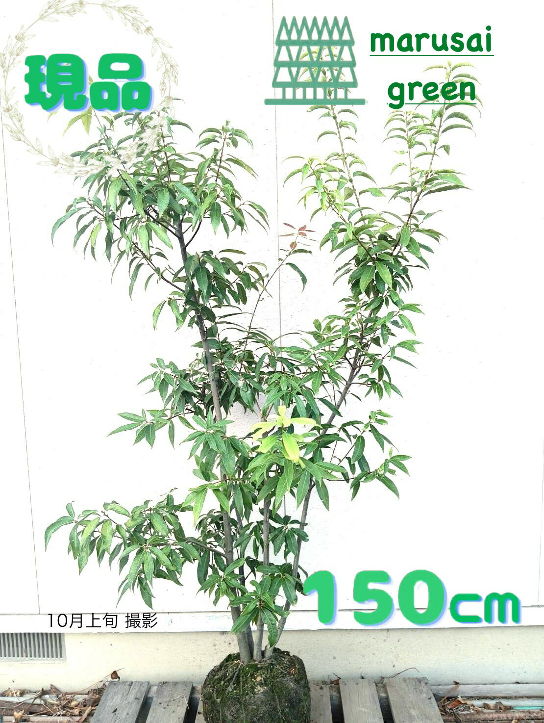 ◎現品発送◎【常緑樹:シラカシ 株 根巻 1.5m】常緑高木 庭木 植木 シンボルツリー